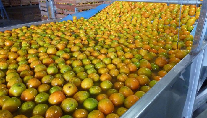  Limões, laranjas e tangerinas: citricultura ocupa 54% da área da fruticultura no Paraná